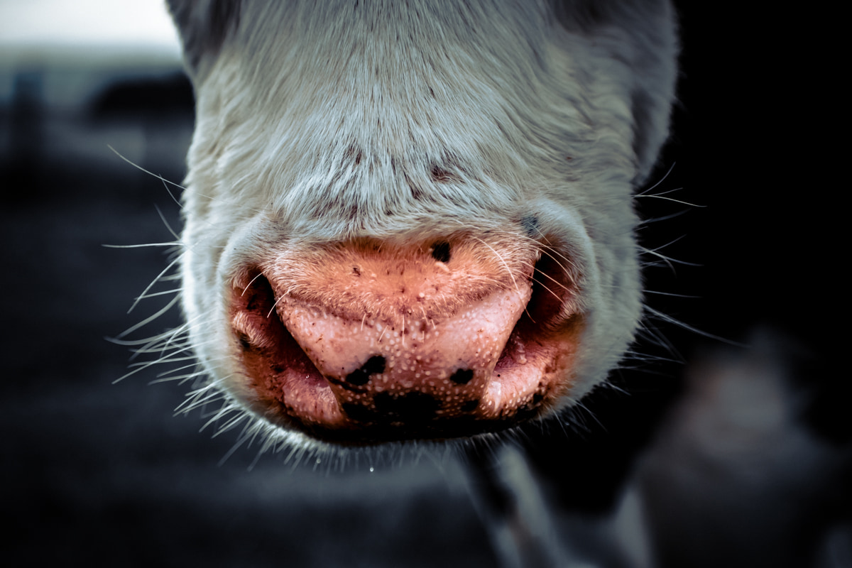 Close up cows nose